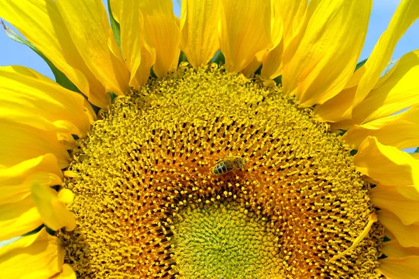 Подсолнухи Время Цветения Привлекают Разнообразных Насекомых Включая Пчел — стоковое фото