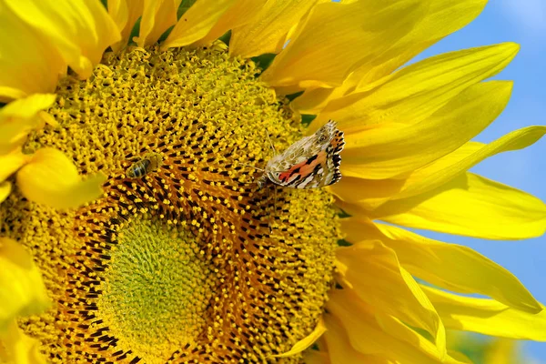 ヒマワリ開花時に引き付けるさまざまな蜂や蝶などの昆虫 — ストック写真