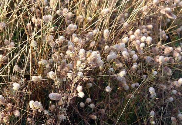 Fiori Secchi Trifoglio Zampa Coniglio Trifoglio Pietra Trifolium Arvense — Foto Stock