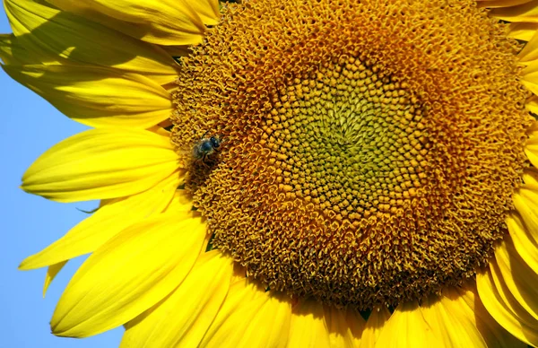 开花时向日葵吸引了包括蜜蜂在内的各种昆虫 — 图库照片