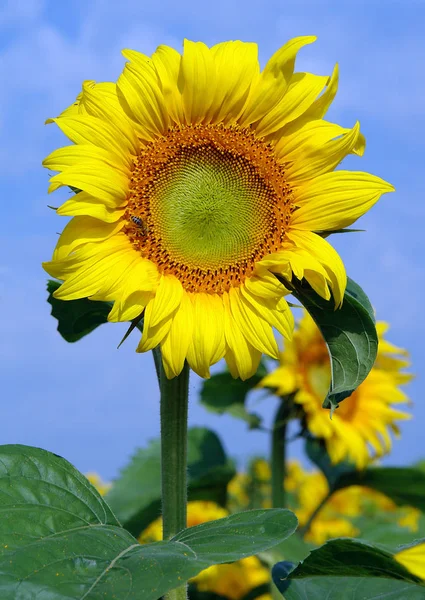 Kvetoucí Slunečnice Velmi Krásné Efektní Fenomén — Stock fotografie