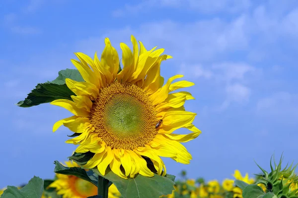 ひまわりの開花は非常に美しく 壮大な現象 — ストック写真