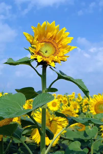 Floración Los Girasoles Fenómeno Muy Hermoso Espectacular —  Fotos de Stock