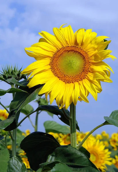 Kvetoucí Slunečnice Velmi Krásné Efektní Fenomén — Stock fotografie