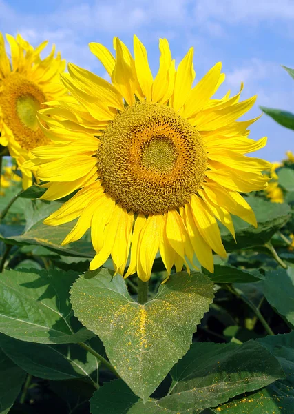 Když Jsou Kvetoucí Slunečnice Hodně Pylu Jejich Listy — Stock fotografie