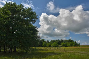 Doğal yaz manzara güzel orman sınırı ile