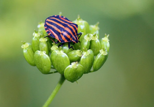 Striped Bug Minstrel Bug Graphosoma Lineatum Sits Inflorescence Plant — Stock Photo, Image