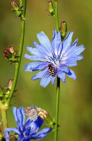Квіти Дикої Привабливості Цикорієвий Насос Приваблюють Комах Таких Метелики — стокове фото