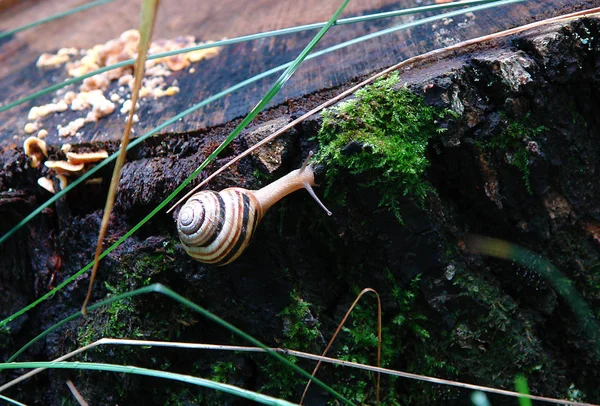Beautiful Snail Crawls Bark Oak Tree — Stock Photo, Image