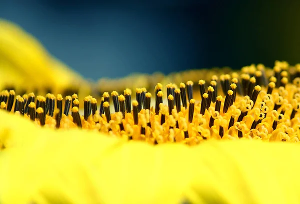 Ovario Semillas Girasol Foto Primer Plano Con Enfoque Local —  Fotos de Stock