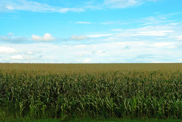 Milho Campo Sob Céu Verão Agradável — Fotografia de Stock