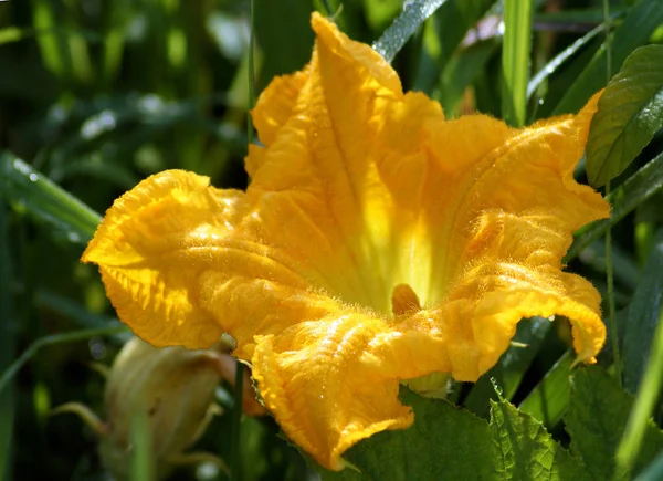 Flor Calabaza Principios Verano Granja Orgánica — Foto de Stock