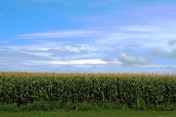 Corn Field Nice Summer Sky — Stock Photo, Image