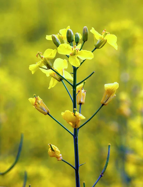 Szczegóły Zakładu Kwitnienia Rzepaku Lub Rzepaku Lub Rzepiku Brassica Napus — Zdjęcie stockowe