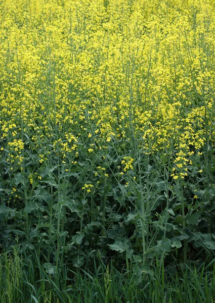 Details Flowering Rapeseed Canola Colza Brassica Napus Plant Green Energy — Stock Photo, Image
