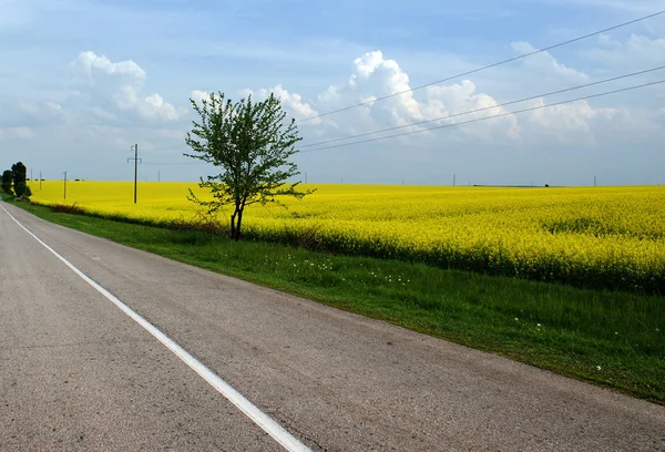 乡村风景 有一片油菜田 在美丽的天空下有一条路 — 图库照片