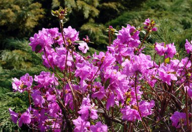 pembe çiçekli ormangülü bush