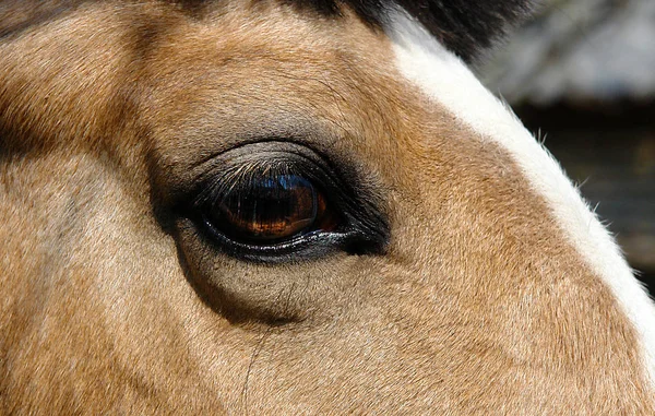 馬の頭 — ストック写真