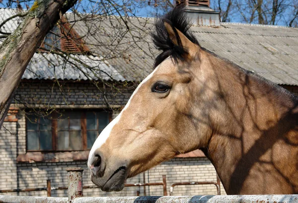 Huvud av en häst — Stockfoto