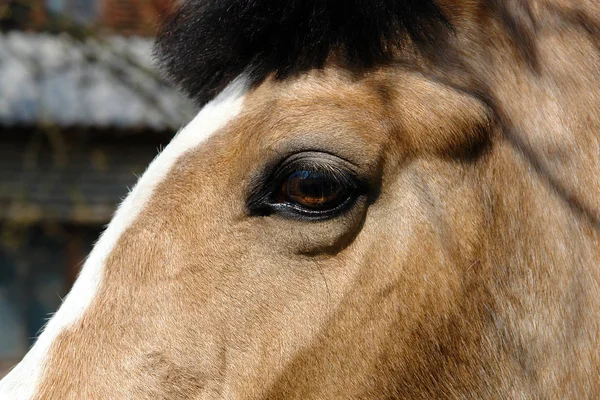 Głowa konia — Zdjęcie stockowe