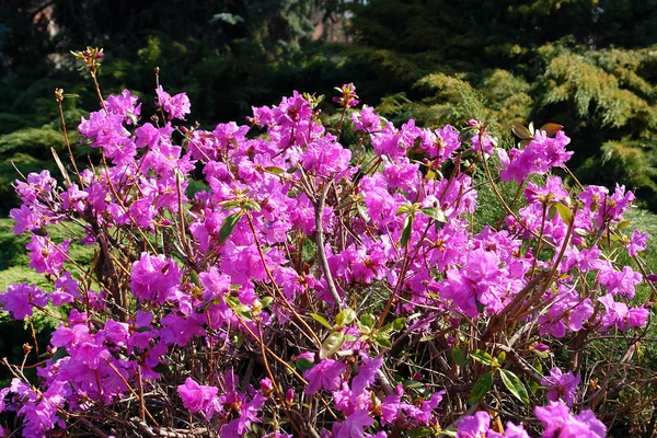 Rododendro cespuglio con fiori rosa — Foto Stock