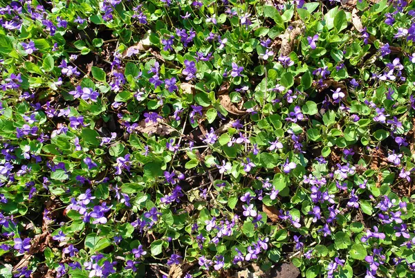 Blomming violeta dulce o Viola odorata — Foto de Stock