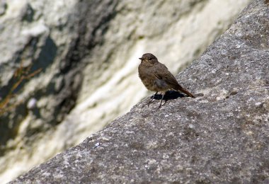 Acemi çaylak, ortak kızılkuyruk