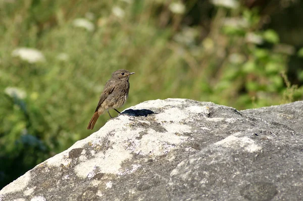 Fledgling de la redstart común — Foto de Stock