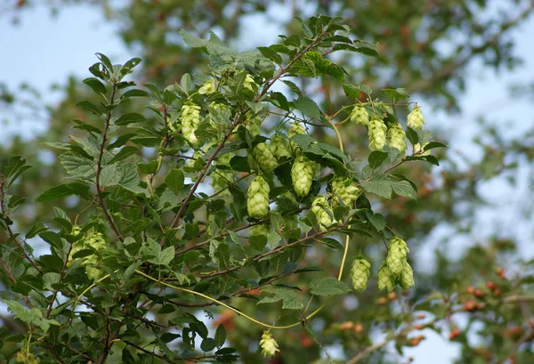 Běžná rostlina chmele (Humulus lupulus) — Stock fotografie