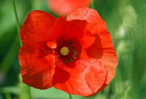 Feldmohn oder roter Mohn — Stockfoto