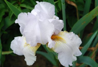 beyaz iris çiçeği