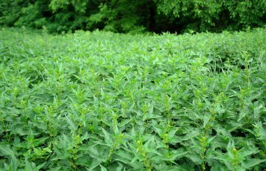 Cüce nettles yoğun çalılıkları 