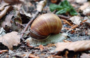 Helix pomatia veya Roma salyangoz