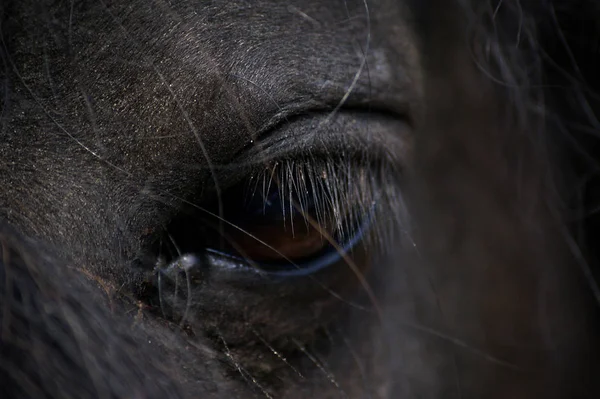 Глаза и ресницы лошади — стоковое фото