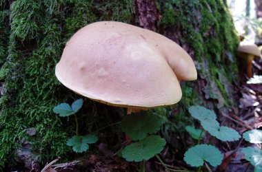 Oak Forest yenilebilir mantar 