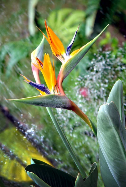 Strelitzia reginae bloem — Stockfoto