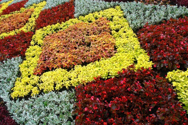 Vacker prydnad från levande blommor — Stockfoto