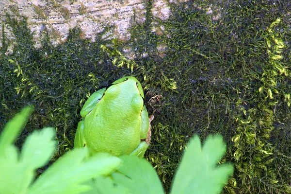 European tree frog — Stock Photo, Image