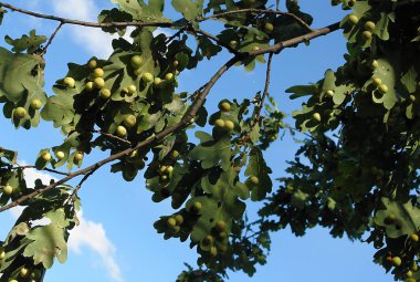 Meşe dalı ile meşe galls