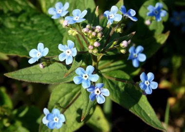 Brunnera macrophylla mavi çiçekler