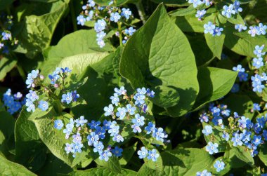 Brunnera macrophylla mavi çiçekler