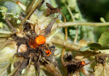 Chelidonium majus lateks