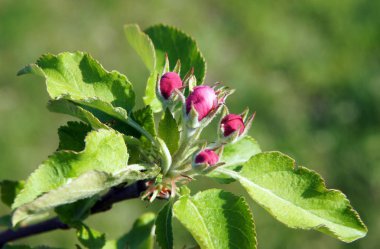 Erken ilkbaharda elma ağaçlarının tomurcukları