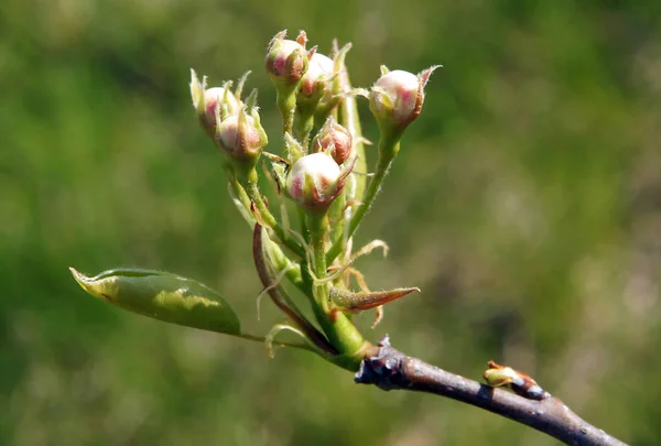 Brotes de pera a principios de primavera — Foto de Stock