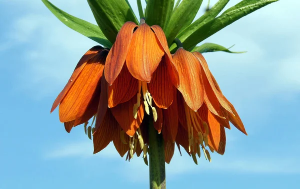 Close-up de um Fritillaria imperialis — Fotografia de Stock