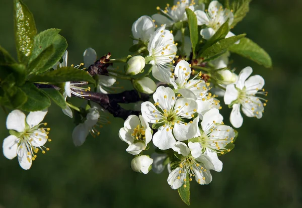 Pflaumenblüten im zeitigen Frühling — Stockfoto