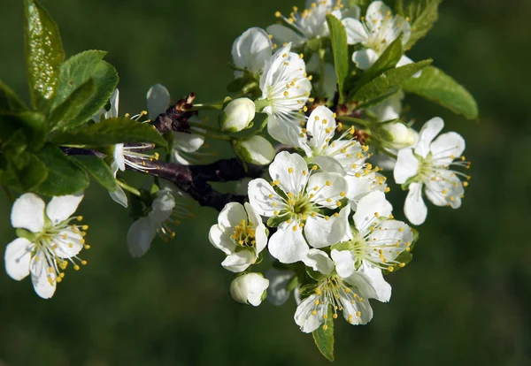 Fleurs de prune au début du printemps — Photo