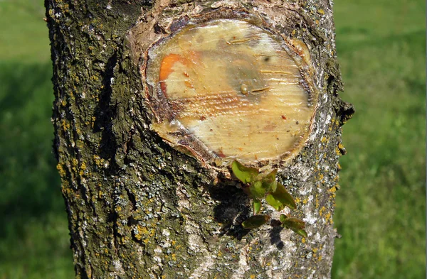 Young tree after trimming branches called pruning — ストック写真