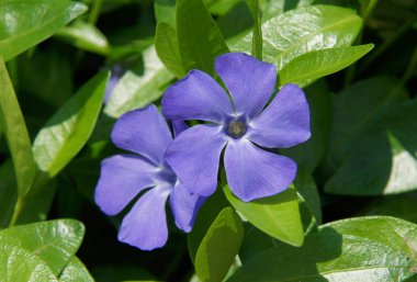 Küçük periwinkle (Vinca minör) çiçekleri