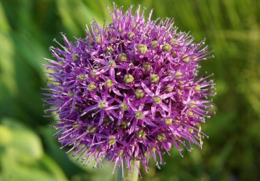 Allium mor çiçekler